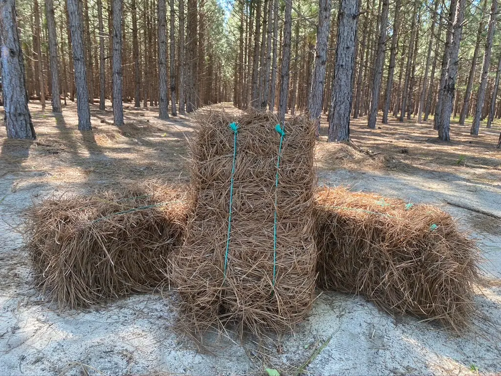 Fresh longleaf pinestraw bales on our tree farm